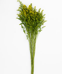 Alternative view of Best Solidago Stems - Pack of 10