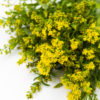 Best Solidago Stems