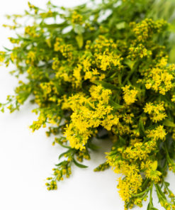 Best Solidago Stems