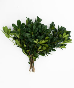 Alternative view of Best Pittosporum Stems - Pack of 10