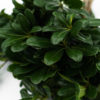 Best Pittosporum Stems