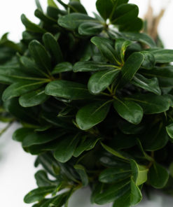 Best Pittosporum Stems