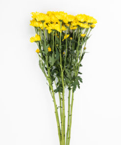 Alternative view of Best Cushion Pompom Stems - Pack of 10