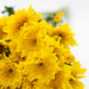 Best Cushion Pompom Stems