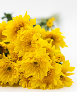 Best Cushion Pompom Stems
