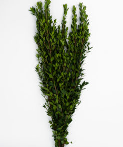 Alternative view of Best Myrtle Stems - Pack of 15