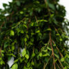 Best Myrtle Stems