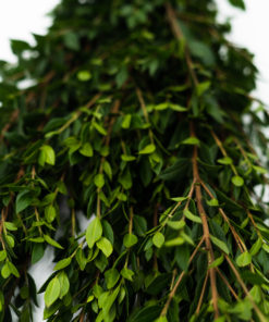 Best Myrtle Stems