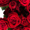 Best Rose Stems - Beautiful Red Roses