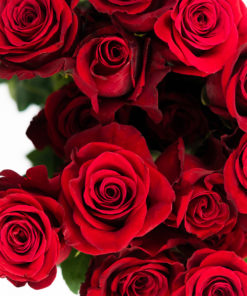 Best Rose Stems - Beautiful Red Roses