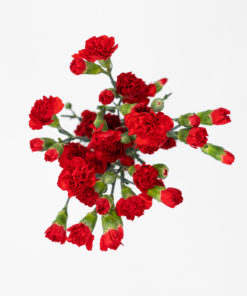 Best Mini Carnation Stems