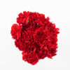 Best Carnation Stems