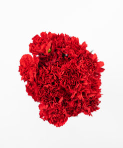 Best Carnation Stems