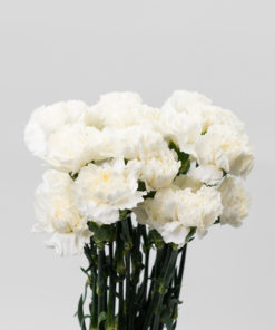 Alternative view of Best Carnation Stems - Pack of 25
