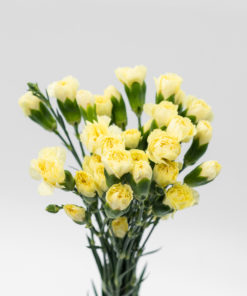 Alternative view of Best Mini Carnation Stems - Pack of 10