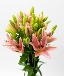 Best Oriental Lily Stems
