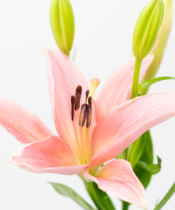 Alternative view of Best Oriental Lily Stems - Pack of 10
