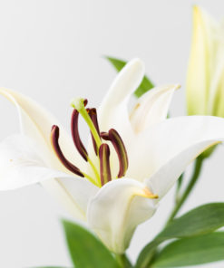 Best Oriental Lily Stems - Pack of 10