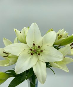 Alternative view of Best LA Lily Stems - Pack of 10