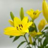 Best LA Lily Stems