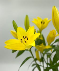 Best LA Lily Stems