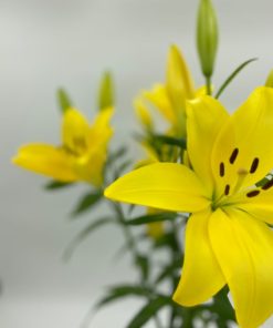 Best LA Lily Stems