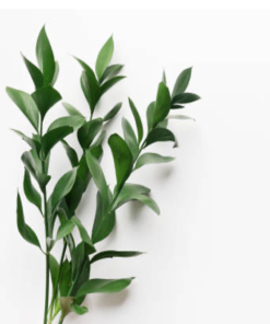 Greens&Foliage